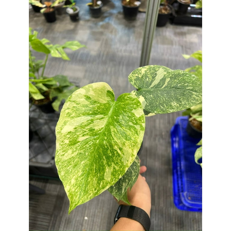 Root in moss 3-4 leaves- Monstera Delisiosa 'Legacy' Variegated