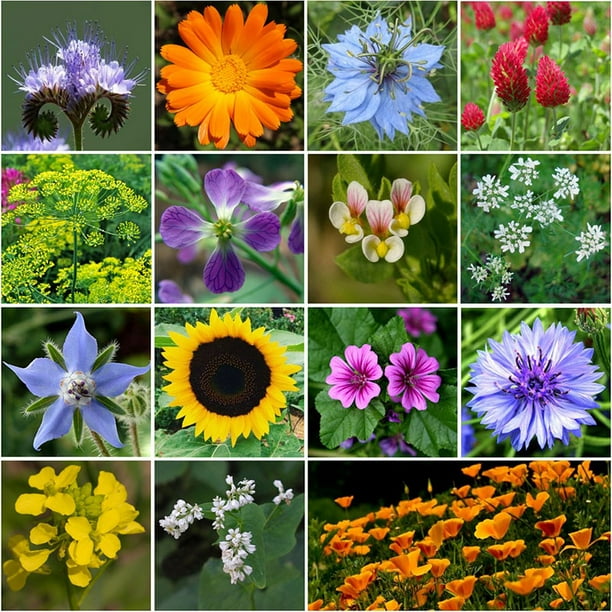 Bee Happy Organic Bee Attractor Wildflower Mix 1 Pound Mixed