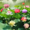 thumbnail image 3 of 25 Sacred Lotus Flower Seeds Nelumbo Nucifera Edible Aquatic Water Lily ,Ready to Thrive, Bonsai Bowl Mix Lotus Seeds, 3 of 11