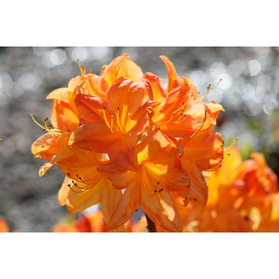 Azalea 'Arneson Gem'-Deciduous Azalea-Showy Flowers for Gardens  3 Gallon