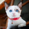 thumbnail image 5 of Collar para gato ZHAOCHENG de 2 piezas ajustable con campana y accesorios de frutas, 5 of 5