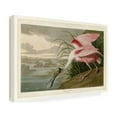 thumbnail image 3 of Trademark Fine Art John James Audubon Roseate Spoonbill Canvas Wall Art - 22x32, 3 of 5