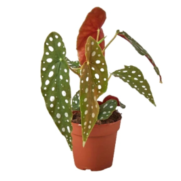 Begonia Maculata Live Plant for Indoor | Different Houseplants in 4'' & 6'' Pot | Real House Plant for Living Room, Office, Desk & Bathroom | Polka Dot Begonia | Angel Wing