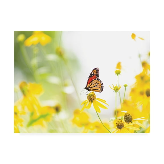 Trademark Fine Art 'Monarch on yellow' Canvas Art by Kurt Shaffer Photographs