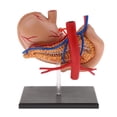 thumbnail image 2 of 2: 3 Estómago Y Páncreas con Modelo de órganos Herramienta de de Anatomía Cola Herramienta de enseñanza, 2 of 8
