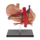 thumbnail image 2 of 2: 3 Modelo de Anatomía Gástrica Anatomía Laboratorio de Educación Médica kusrkot Herramienta de enseñanza, 2 of 8