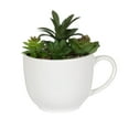 thumbnail image 1 of Macha Faux Green Succulent in White Pot, 1 of 4