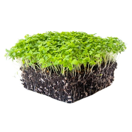Celery Microgreens Seeds - 4 oz. - Non-GMO Celery Micro Green Seeds for Planting - Micro-Greens Seeds for Commercial and Home Gardening - Robust Bright Flavor - Celery Sprouting Seeds