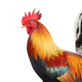 thumbnail image 2 of 2pcs Chicken Fence Sculpture Unique Acrylic Garden Statue for Lawn Path Sidewalk, 2 of 9