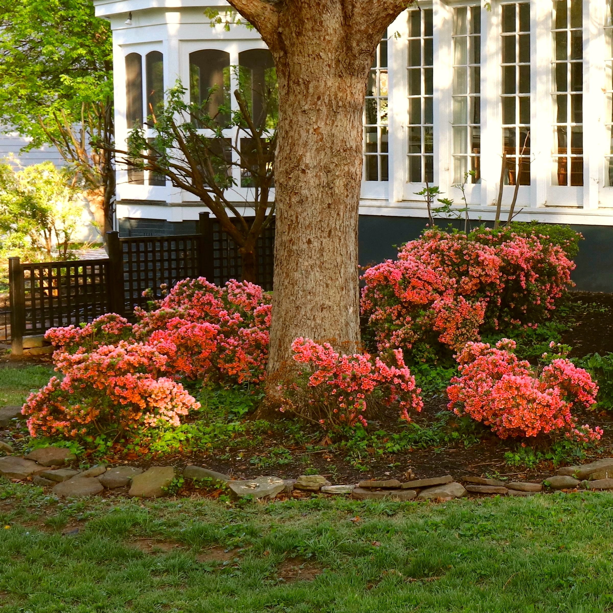 National Plant Network 3 gal. Native Azalea Jeb Stuart