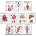 thumbnail image 1 of Liquidation! Ensemble de 16 Affiches d'Anatomie Humaine Biologie Humaine Affiches de Sciences Humaines. Affiche Éducative de Sciences du Lycée Affiches de Classe 8x10 Pouces Non Encadrées Parfaites pour la Décoration de Chambre Blanc, 1 of 9