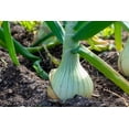 thumbnail image 3 of White Grano Onion Seeds (Allium cepa) – 500+ Heirloom Non-GMO Seeds by Isla’s Garden Seeds, Short Day Variety, Ideal for Planting, Perfect for Home Gardens, Great Gardening Gift, 3 of 7