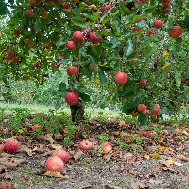 Perfect Plants 5 Gallon Anna Apple Tree - Walmart.com