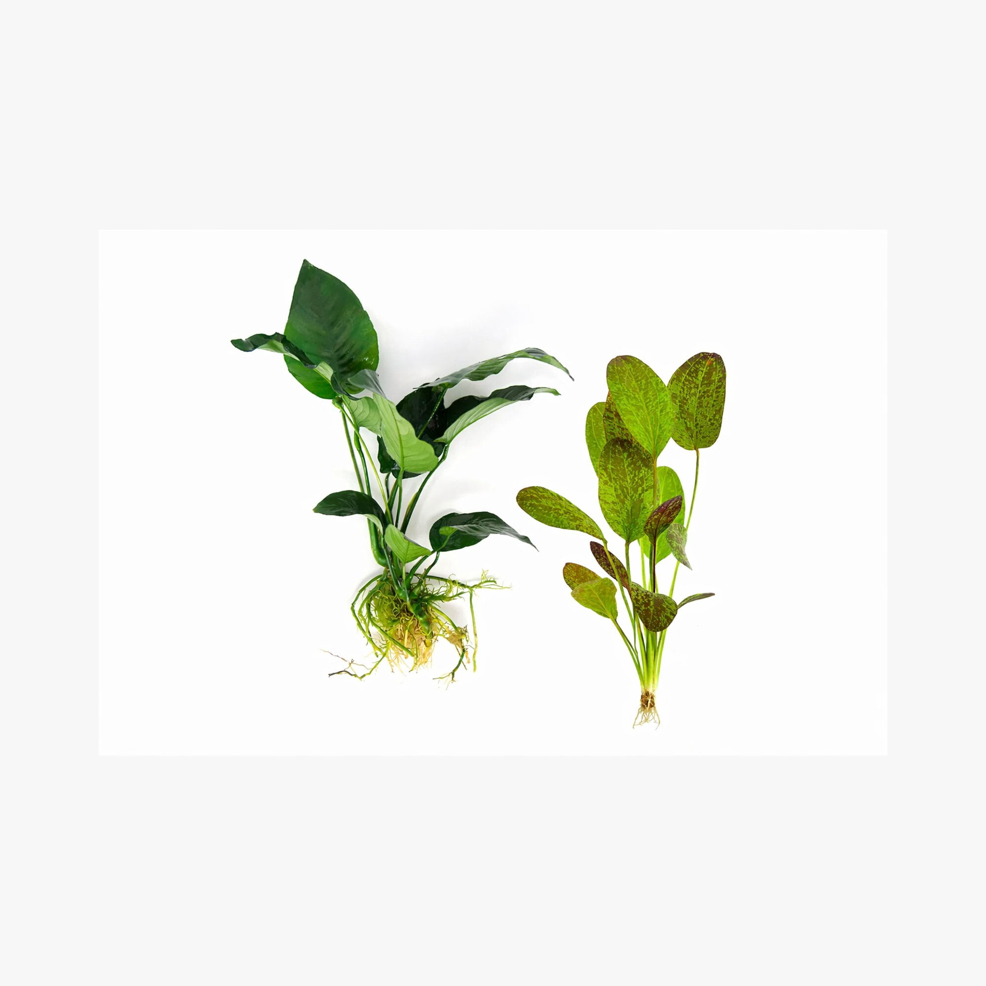 Showpiece Plant Duo Large Amazon Sword & Anubias - Our Choice (3 Pack - 6 Plants)