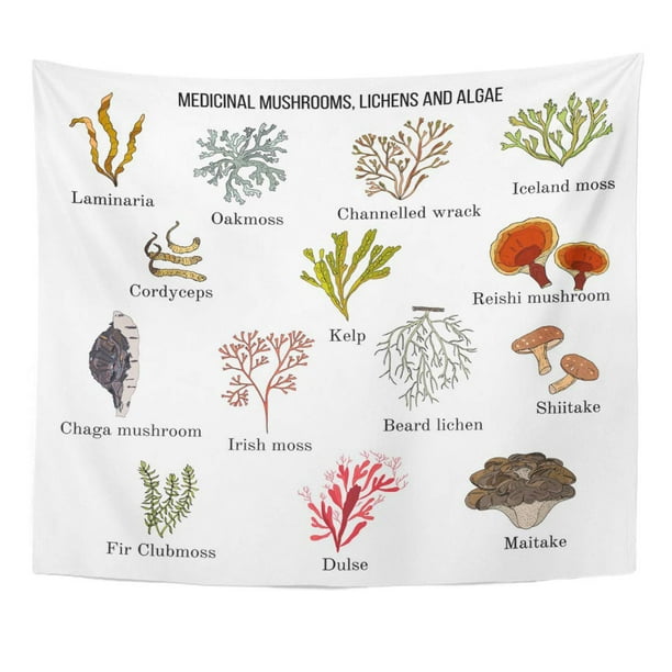 lanthanum butter Monument REFRED Cordyceps Chaga Collection Medicinal Mushrooms Lichens and Seaweeds Wall Art Hanging Tapestry Home Decor for Living Room Bedroom Dorm 60x80 inch - Walmart.com lanthanum butter Monument REFRED Cordyceps Chaga Collection Medicinal Mushrooms Lichens and Seaweeds Wall Art Hanging Tapestry Home Decor for Living Room Bedroom Dorm 60x80 inch - Walmart.com