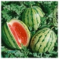 thumbnail image 4 of Everwilde Farms - 20 Organic Dixie Queen Watermelon Seeds - Gold Vault Jumbo Bulk Seed Packet, 4 of 5