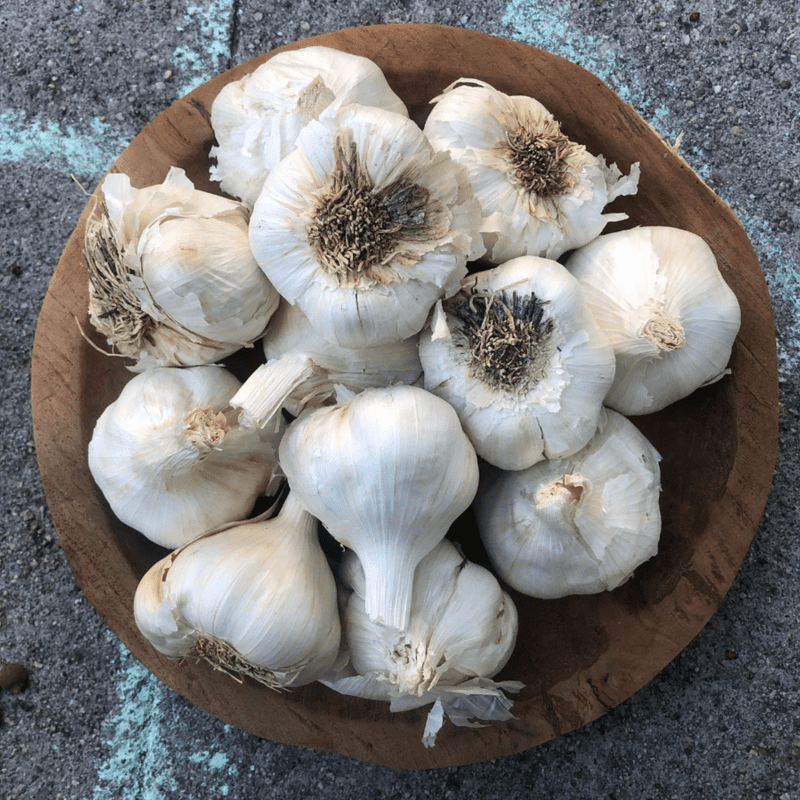 California White Softneck Garlic Bulbs 1lbs, Ready to Grow Garlic Cloves for Indoor Containers and Outdoor Beds