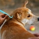 thumbnail image 3 of Kit de eliminación de garrapatas para perros, gatos y humanos, eliminador de garrapatas ultra seguro, elimina toda la cabeza y el cuerpo, eliminador de garrapatas sin dolor, productos de control de garrapatas sin químicos, paquete de 3 Ormromra 220635-1, 3 of 8