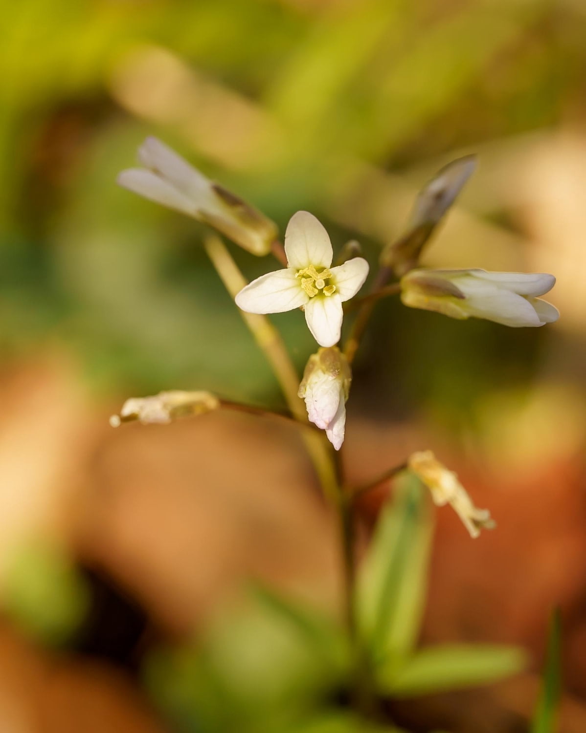 Arabidopsis Seeds, 300/Packet - Thale Cress - High Germination Rate & Genetic Diversity, 6 Week Life Cycle - Ideal for Research & Gardening - Innovating Science