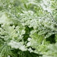 thumbnail image 2 of Artificial Frosted Fern Iced Hanging Swag Green 34"H, 2 of 2