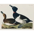 thumbnail image 2 of Audubon, John James 18x15 Gold Ornate Wood Framed with Double Matting Museum Art Print Titled - Ring-necked Duck, 2 of 4