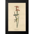 thumbnail image 2 of Vintage Apple Collection 16x24 Black Modern Framed Museum Art Print Titled - Yellowbackedwarbler, 2 of 5