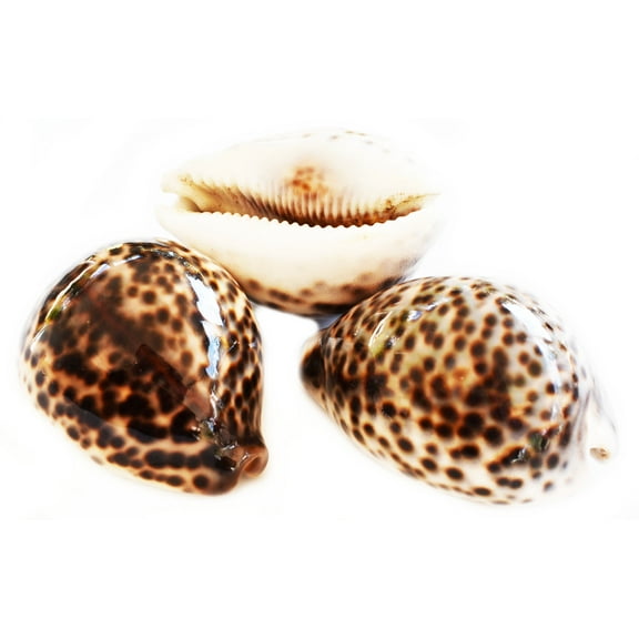 Set of 3 Select X-Large Tiger Cowrie (Cypraea Tigris) Shells 3 1/2"  (89-96 mm) Beach Arts & Crafts
