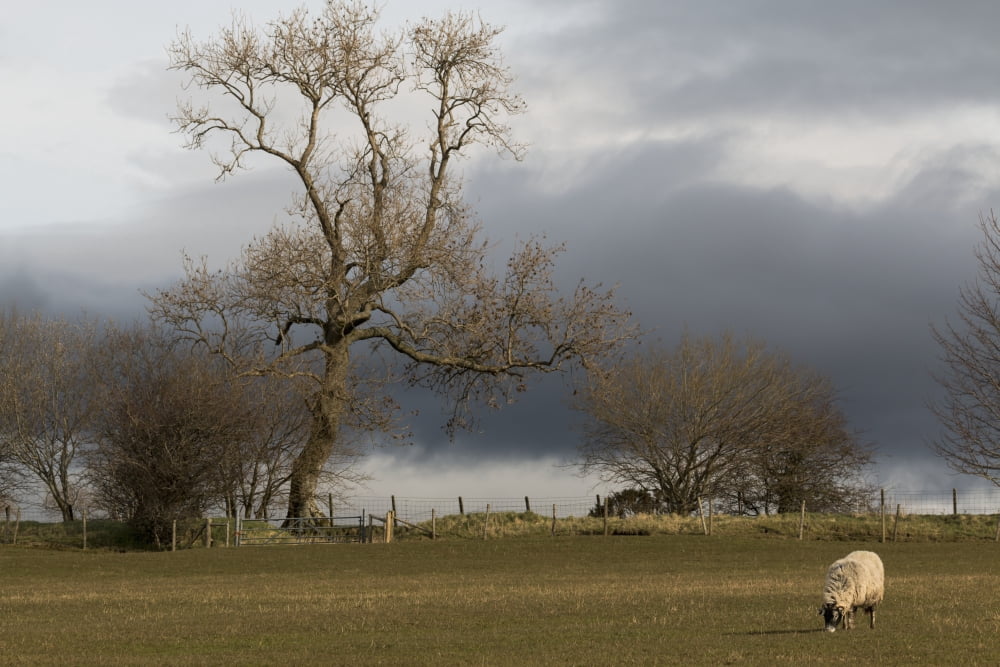 A Lone Sheep Grazes