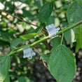 thumbnail image 3 of 100Pcs/Set Plantes Greffant Clips de Greffage de Vigne de Jardin Clip Outils de Jardinage, 3 of 8