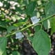 thumbnail image 5 of 100 unids/set plantas injerto Clips jardín vid injerto Clip herramientas de jardinería, 5 of 8
