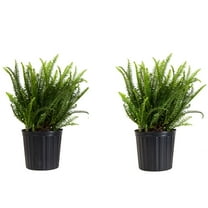 United Nursery Live Kimberly Fern Plant 2-Pack Indoor Green Houseplant 24in Tall in 10in Grower Pot