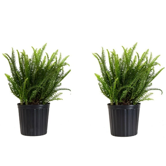 United Nursery Live Kimberly Fern Plant 2-Pack Indoor Green Houseplant 24in Tall in 10in Grower Pot