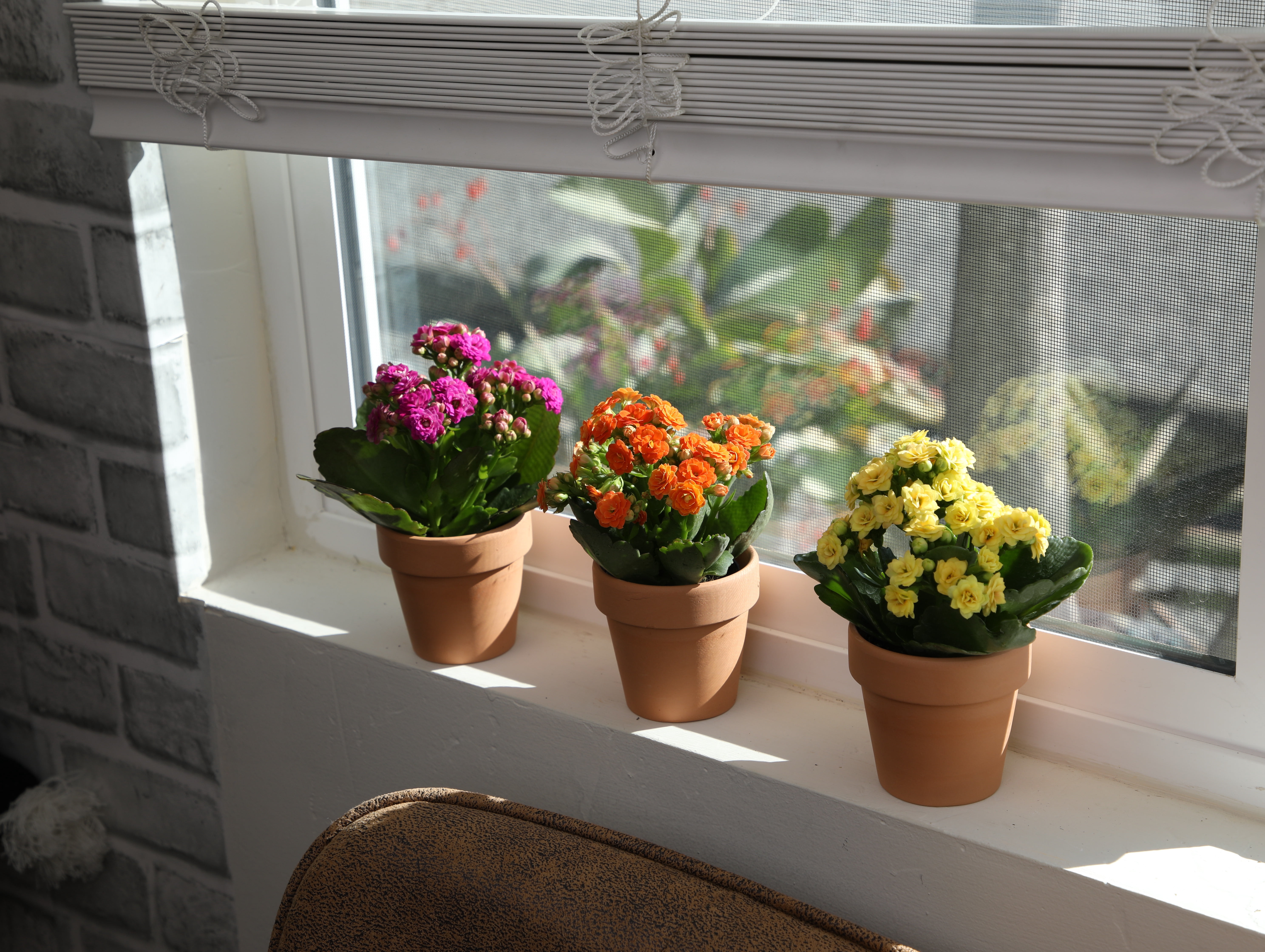 Blooming Kalanchoe Décor | 3 Live Succulent Plants in 2.5" Clay Planters | Element by Altman Plants