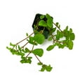 thumbnail image 3 of Pilea nummulariifolia 'Creeping Charlie', 3 of 3
