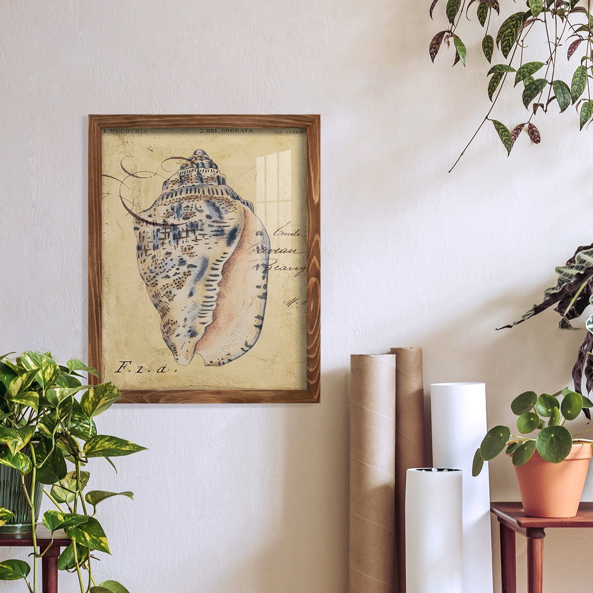 Seashell Ephemera I - Framed Print w/glass - Walnut