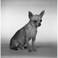 thumbnail image 2 of Portrait of small dog Poster Print (18 x 24), 2 of 4