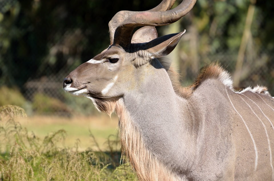 Wild Great Kudu Wildlife Nature Kudu Africa-12 Inch By 18 Inch