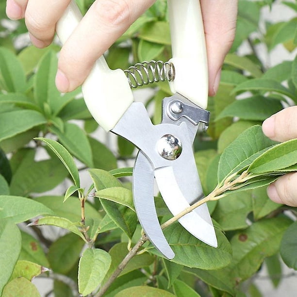 Tijeras de podar para floristería - Alta Calidad - Envío Rápido