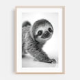 thumbnail image 2 of Sloth close-up photography - Photography Animal Wildlife Black and White Nature Portrait Minimalist Humor Unframed Wall Art Print 12 x 18 inches, 2 of 60