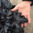 thumbnail image 4 of Proven Winners 6" Black Primo 'Black Pearl' Coral Bells Live Plant in 6.5" Pot, 4 of 9