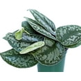 thumbnail image 5 of Live Combo Scindapsus Pictus Silvery Ann & Exotica, Silver Pothos, Plant Lover Gift, Grandma Birthday Gift, Housewarming Gift for Couples, Office Christmas Gift, Get Well Gift in 4" Pots, 5 of 5