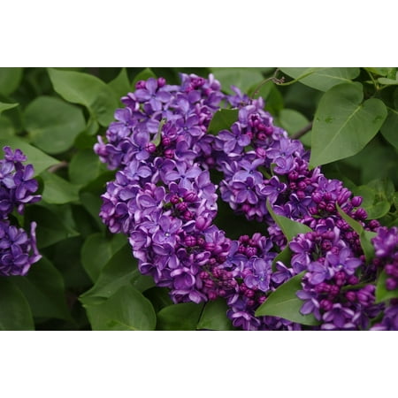 Ds3 Frame - Framed Art for Your Wall Lilac Flowers 10x13 Frame