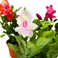 thumbnail image 6 of Christmas Cactus Assortment, 4 inch Set of 3 Holiday Cactus Thanksgiving, Easter Cactus, Seasonal Flowering, 6 of 9