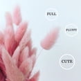 thumbnail image 3 of Tutuviw 60 Pcs Dried Bunny Tails Flowers, Lagurus Ovatus Tail Dried Flowers, Grass Natural Dried Floral Arrangement for Fall Decor Autumn Wedding DIY Farmhouse Christmas, Pink, 3 of 7