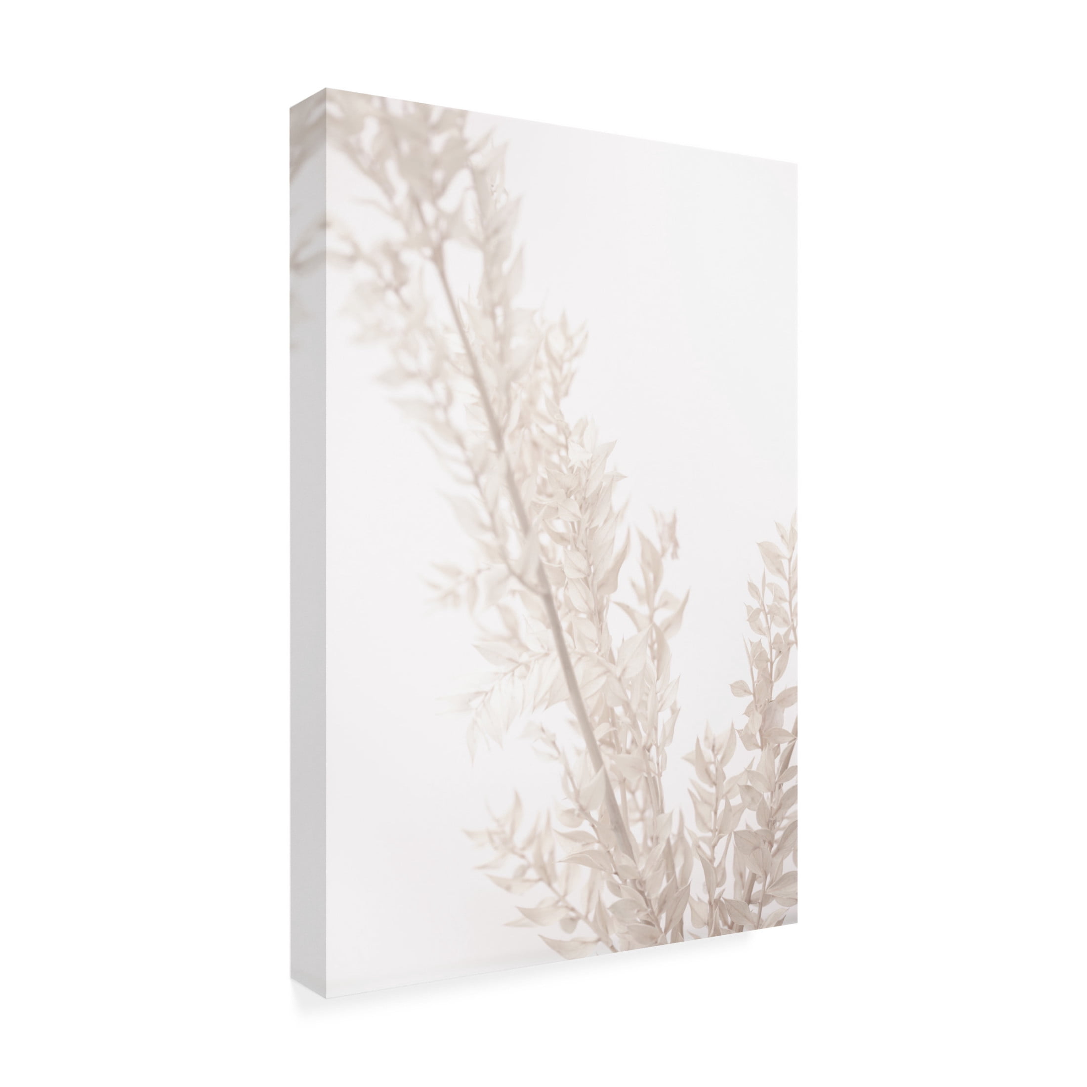 Trademark Fine Art Pictufy Studio Dried Straws Canvas Wall Art