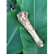 Daylily Nursery Horseradish Root Plant Bulbs