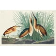 thumbnail image 2 of Audubon, John James 24x17 White Modern Wood Framed Museum Art Print Titled - Least Bittern, 2 of 4