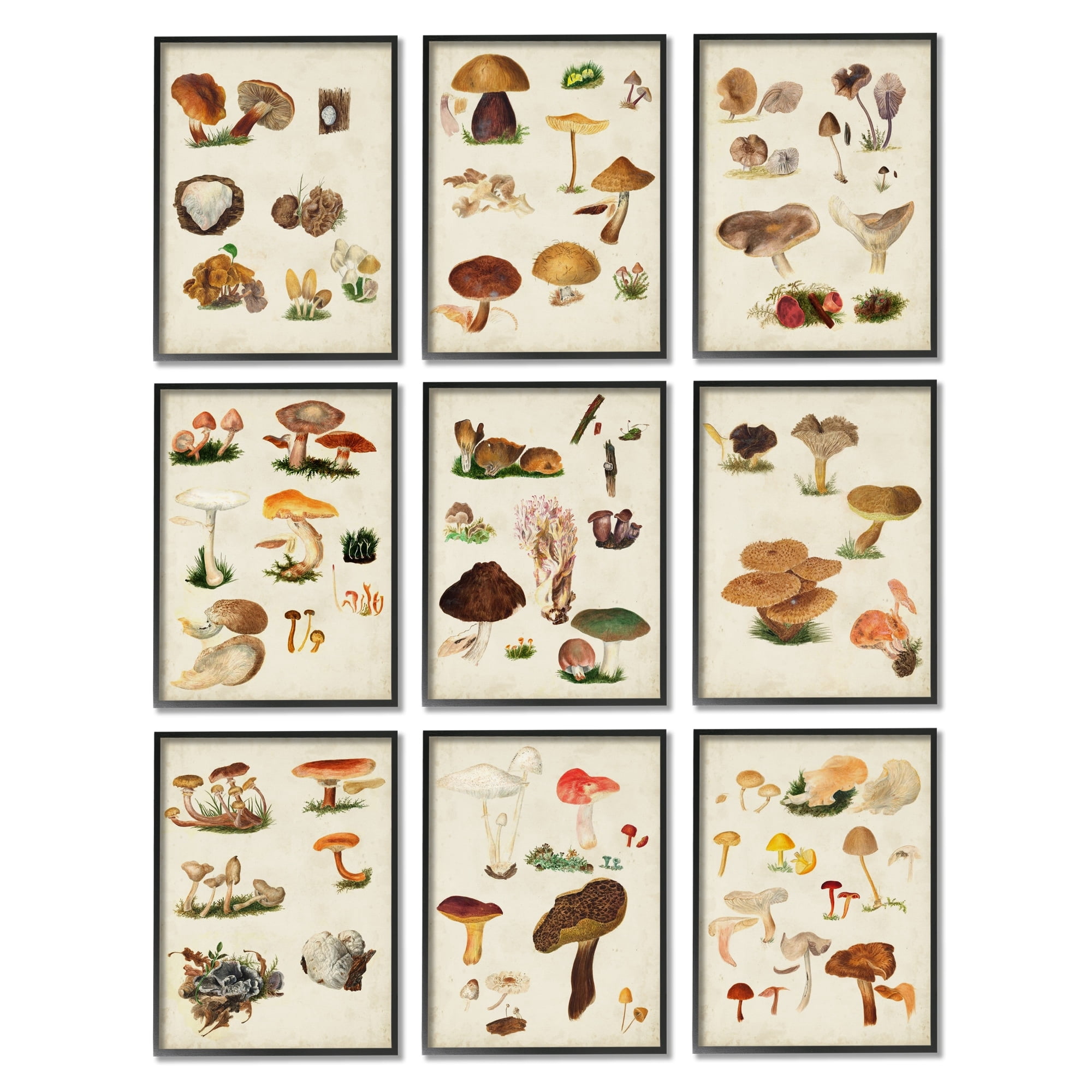 Stupell Industries Various Rustic Mushrooms Vegetal Nature Study Diagram Framed Wall Art, 11 x 14, Design by Vision Studio