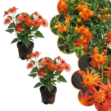 2 Mexican Flame Vine Live Plants, 4–7" Tall, Orange Mexican Flame Plant, Climbing Vine for Outdoor Garden, Fence, and Trellis, No Pot