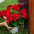 thumbnail image 3 of 6Pcs Artificial Geraniums 14 Inch Lifelike Artificial Flowers with Adjustable Branches Long Lasting Vibrant Silk Geranium for Indoor Outdoor Red Faux Flower, 3 of 7